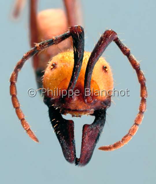 Eciton burchellii ouvrier.JPG - in "Portraits d'insectes" ed. SeuilEciton burchellii Fourmi legionnaire femelle (ouvriere)Army antHymenopteraFormicidaeGuyane